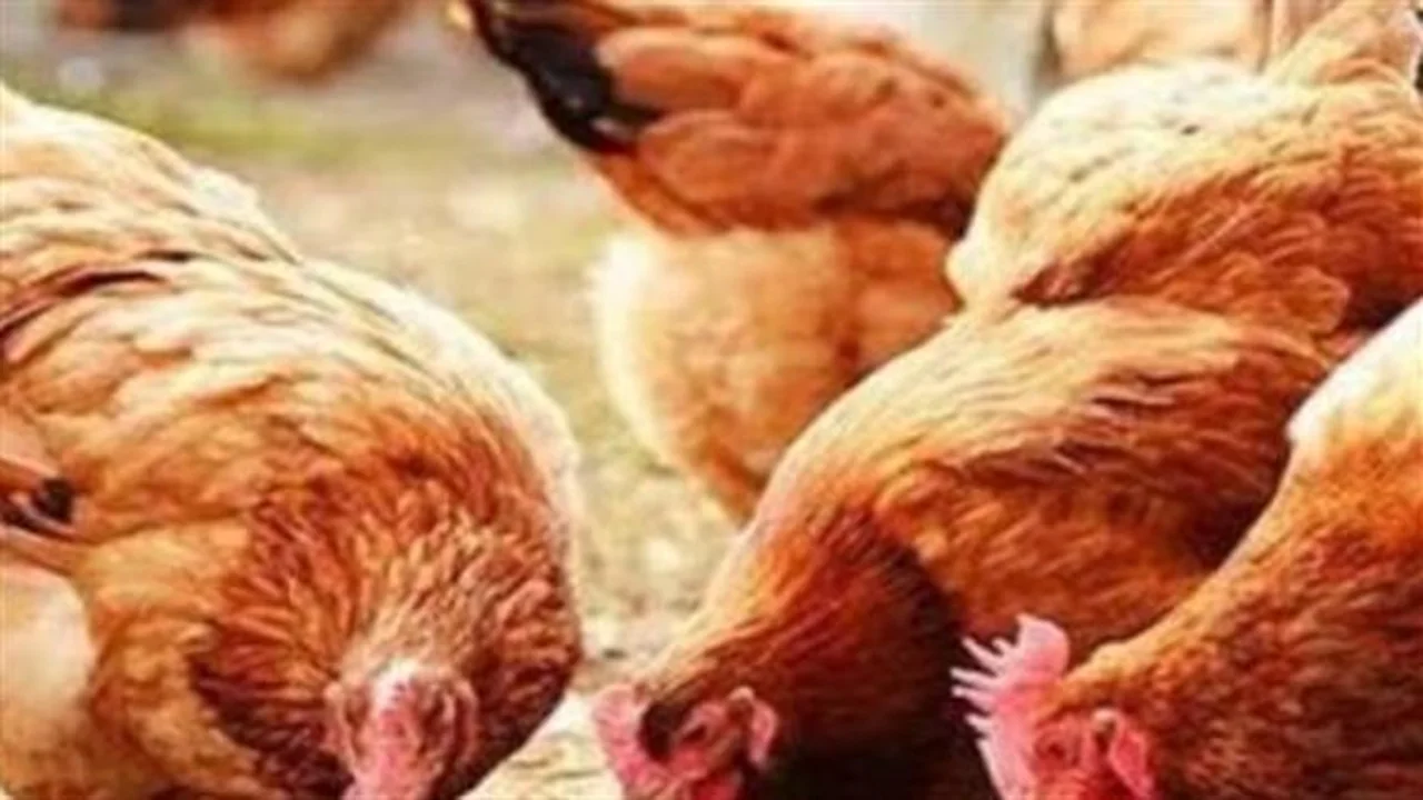 أسعار الفراخ تشتعل.. تعرف على فوارق البيضاء والساسو والبلدي اليوم